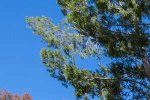 Warner Pines outside